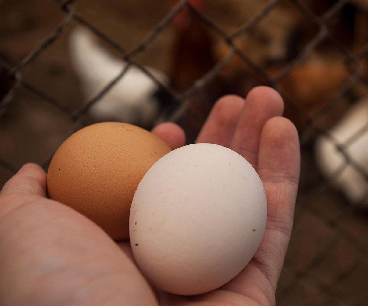 Baskets of fresh eggs stacked in morning sunlight